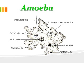 Amoeba
 