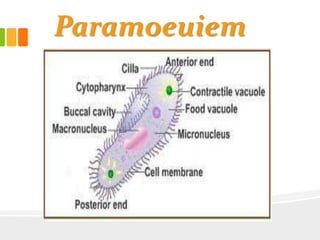 Paramoeuiem
 