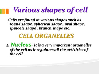 Various shapes of cell
Cells are found in various shapes such as
round shape, spherical shape , oval shape ,
spindele shape , branch shape etc.
CELL ORGANELLES
1. Nucleus- it is a very important organelles
of the cell as it regulates all the activities of
the cell .
 