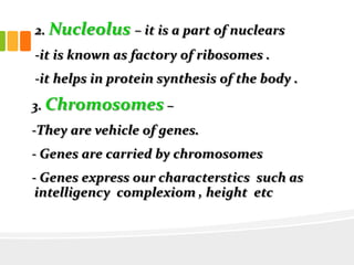 2. Nucleolus – it is a part of nuclears
-it is known as factory of ribosomes .
-it helps in protein synthesis of the body .
3. Chromosomes –
-They are vehicle of genes.
- Genes are carried by chromosomes
- Genes express our characterstics such as
intelligency complexiom , height etc
 
