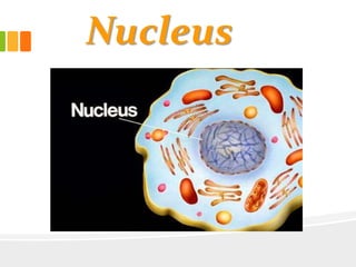 Nucleus
 