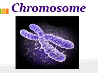 Chromosome
 