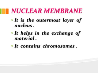 NUCLEAR MEMBRANE
• It is the outermost layer of
nucleus .
• It helps in the exchange of
material .
• It contains chromosomes .
 