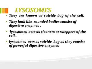 LYSOSOMES
• They are known as suicide bag of the cell.
• They look like rounded bodies consist of
digestive enzymes .
• lysosomes acts as cleaners or sweppers of the
cell .
• lysosomes acts as suicide bag as they consist
of powerful digestive enzymes
 