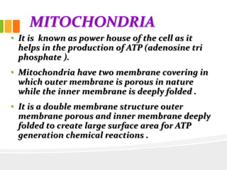 MITOCHONDRIA
• It is known as power house of the cell as it
helps in the production of ATP (adenosine tri
phosphate ).
• Mitochondria have two membrane covering in
which outer membrane is porous in nature
while the inner membrane is deeply folded .
• It is a double membrane structure outer
membrane porous and inner membrane deeply
folded to create large surface area for ATP
generation chemical reactions .
 