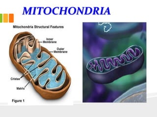 MITOCHONDRIA
 