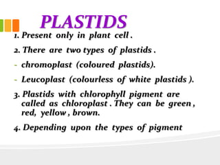 PLASTIDS
1. Present only in plant cell .
2. There are two types of plastids .
- chromoplast (coloured plastids).
- Leucoplast (colourless of white plastids ).
3. Plastids with chlorophyll pigment are
called as chloroplast . They can be green ,
red, yellow , brown.
4. Depending upon the types of pigment
 
