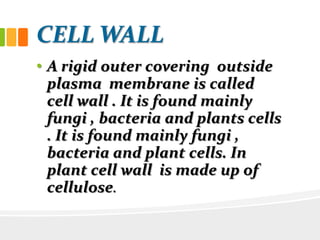 CELL WALL
• A rigid outer covering outside
plasma membrane is called
cell wall . It is found mainly
fungi , bacteria and plants cells
. It is found mainly fungi ,
bacteria and plant cells. In
plant cell wall is made up of
cellulose.
 