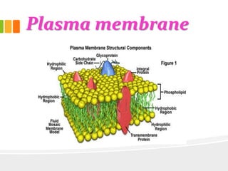 Plasma membrane
 