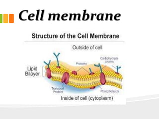 Cell membrane
 