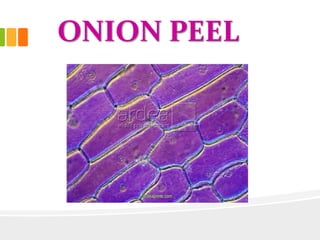 ONION PEEL
 