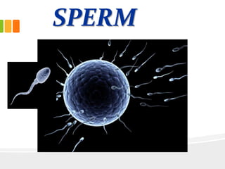 SPERM
 