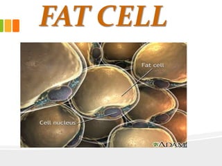 FAT CELL
 