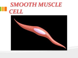 SMOOTH MUSCLE
CELL
 