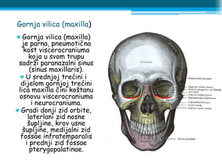 Gornja vilica (maxilla)
 Gornja vilica (maxilla)
je parna, pneumotična
kost viscerocraniuma
koja u svom trupu
sadrži paranazalni sinus
(sinus maxillaris).
 U srednjoj trećini i
dijelom gornjoj trećini
lica maxilla čini koštanu
osnovu viscerocraniuma
i neurocraniuma.
 Gradi donji zid orbite,
laterlani zid nosne
šupljine, krov usne
šupljine, medijalni zid
fossae infratemporalis
i prednji zid fossae
pterygopalatinae.
 