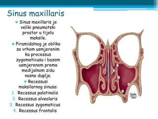 Sinus maxillaris
 Sinus maxillaris je
veliki pneumatski
prostor u tijelu
maksile.
 Piramidalnog je oblika
sa vrhom usmjerenim
ka processus
zygomaticusu i bazom
usmjerenom prema
medijalnom zidu
nosne duplje.
 Recessusi
maksilarnog sinusa:
1. Recessus palatinalis
2. Recessus alveolaris
3. Recessus zygomaticus
4. Recessus frontalis
 