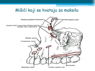 Mišići koji se hvataju za maksilu
 