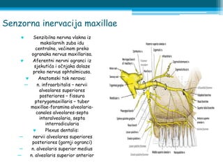 Senzorna inervacija maxillae
 Senzibilna nervna vlakna iz
maksilarnih zuba idu
centralno, većinom preko
ogranaka nervus maxillarisa.
 Aferentni nervni ogranci iz
sjekutića i očnjaka dolaze
preko nervus ophtalmicusa.
 Anatomski tok nerava:
― n. infraorbitalis – nervii
alveolares superiores
posteriores – fissura
pterygomaxillaris – tuber
maxillae-foramina alveolaria-
canales alveolares-septa
interalveolaria, septa
interradicularia
 Plexus dentalis:
― nervii alveolares superiores
posteriores (gornji ogranci)
― n. alveolaris superior medius
― n. alveolaris superior anterior
 