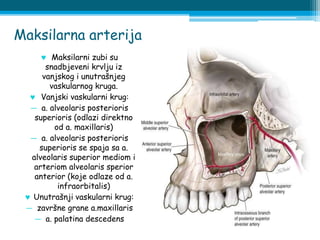 Maksilarna arterija
 Maksilarni zubi su
snadbjeveni krvlju iz
vanjskog i unutrašnjeg
vaskularnog kruga.
 Vanjski vaskularni krug:
― a. alveolaris posterioris
superioris (odlazi direktno
od a. maxillaris)
― a. alveolaris posterioris
superioris se spaja sa a.
alveolaris superior mediom i
arteriom alveolaris sperior
anterior (koje odlaze od a.
infraorbitalis)
 Unutrašnji vaskularni krug:
― završne grane a.maxillaris
― a. palatina descedens
 