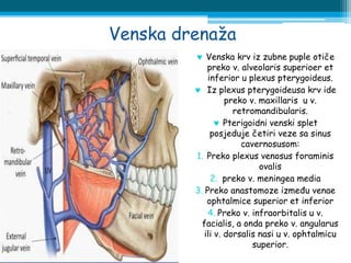 Venska drenaža
 Venska krv iz zubne puple otiče
preko v. alveolaris superioer et
inferior u plexus pterygoideus.
 Iz plexus pterygoideusa krv ide
preko v. maxillaris u v.
retromandibularis.
 Pterigoidni venski splet
posjeduje četiri veze sa sinus
cavernosusom:
1. Preko plexus venosus foraminis
ovalis
2. preko v. meningea media
3. Preko anastomoze između venae
ophtalmice superior et inferior
4. Preko v. infraorbitalis u v.
facialis, a onda preko v. angularus
ili v. dorsalis nasi u v. ophtalmicu
superior.
 