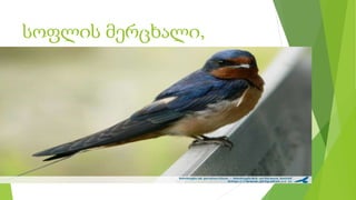 სოფლის მერცხალი,
 