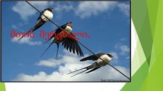 მთის მერცხალი,
 