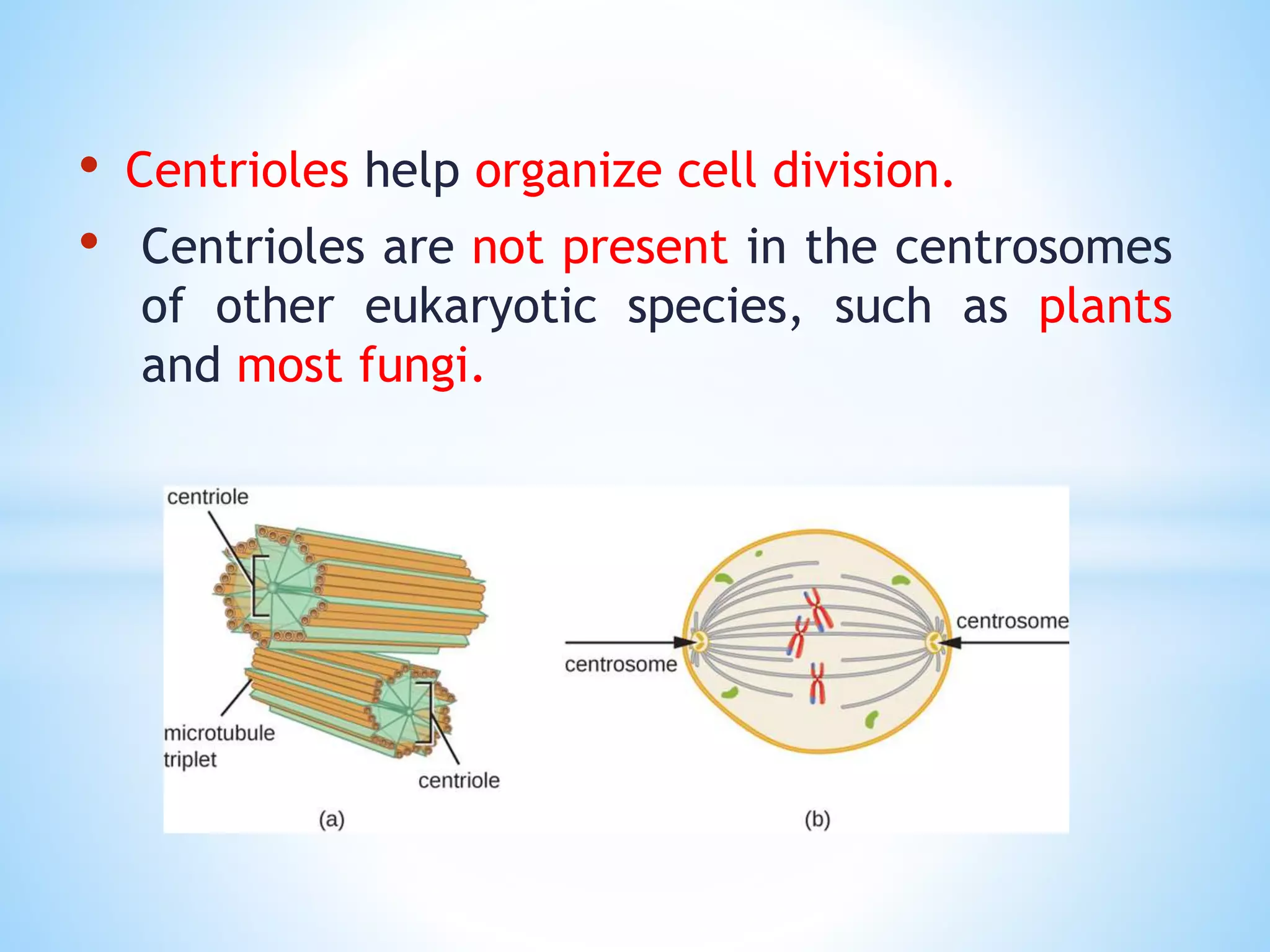 The Eukaryotic Cell Cycle ppt | PPTX