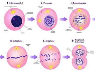 The Eukaryotic Cell Cycle ppt | PPTX