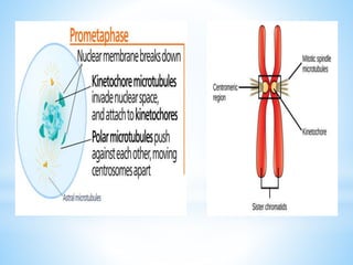 The Eukaryotic Cell Cycle ppt | PPTX
