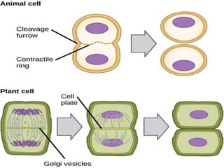 The Eukaryotic Cell Cycle ppt | PPTX