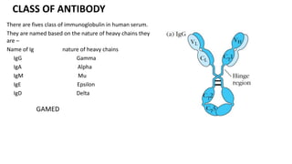 CLASS OF ANTIBODY
There are fives class of immunoglobulin in human serum.
They are named based on the nature of heavy chains they
are –
Name of Ig nature of heavy chains
IgG Gamma
IgA Alpha
IgM Mu
IgE Epsilon
IgD Delta
GAMED
 