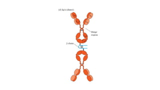 antibody structure classification and functions