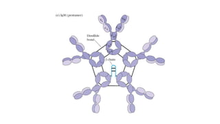antibody structure classification and functions