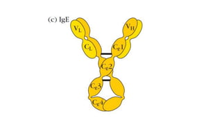 antibody structure classification and functions