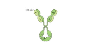 antibody structure classification and functions