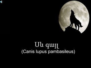 Սև գայլ 
(Canis lupus pambasileus) 
 