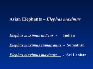 Asian Elephants –  Elephas maximus Elephas maximus indicus  -  Indian Elephas maximus sumatranus  -  Sumatran Elephas maximus maximus  -  Sri Lankan 