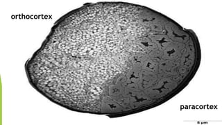 orthocortex




              paracortex
 