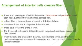 Arrangement of interior cells creates fiber crimp :


   There are 2 main types of cell in the cortex – orthocortex and paracortex – and
    each has a slightly different chemical composition.
   In finer fibers, these cells are arranged in 2 distinct halves.
   In coarser fibers, the arrangement is less distinct.
   These cells create the crimp in wool.
   The 2 types of cell expand differently when they absorb moisture, causing the
    fiber to bend.
   When the cells are arranged in 2 halves, there is more crimp, and the more
    random arrangement in coarser fibers creates less crimp, so crimp relates directly
    to fiber diameter.
 