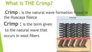 What is THE Crimp?
.Crimp  : is the natural wave formation found in
the Huacaya fleece
Crimp : is the term given
 to the natural wave that
occurs in wool fibers
 
