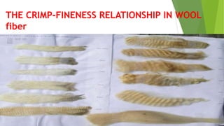 THE CRIMP-FINENESS RELATIONSHIP IN WOOL
fiber
 