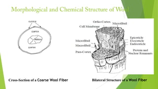Cross-Section of a Coarse Wool Fiber   Bilateral Structure of a Wool Fiber
 