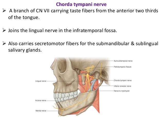 infratemporal fossa
