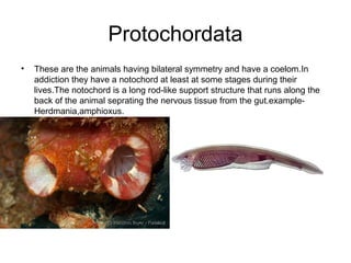 Protochordata
•

These are the animals having bilateral symmetry and have a coelom.In
addiction they have a notochord at least at some stages during their
lives.The notochord is a long rod-like support structure that runs along the
back of the animal seprating the nervous tissue from the gut.exampleHerdmania,amphioxus.

 