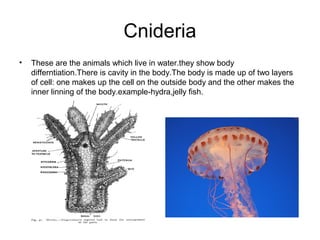 Cnideria
•

These are the animals which live in water.they show body
differntiation.There is cavity in the body.The body is made up of two layers
of cell: one makes up the cell on the outside body and the other makes the
inner linning of the body.example-hydra,jelly fish.

 