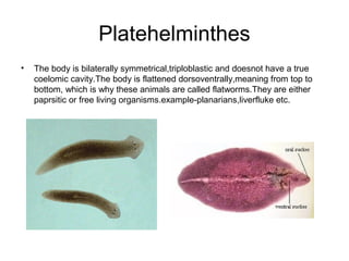 Platehelminthes
•

The body is bilaterally symmetrical,triploblastic and doesnot have a true
coelomic cavity.The body is flattened dorsoventrally,meaning from top to
bottom, which is why these animals are called flatworms.They are either
paprsitic or free living organisms.example-planarians,liverfluke etc.

 