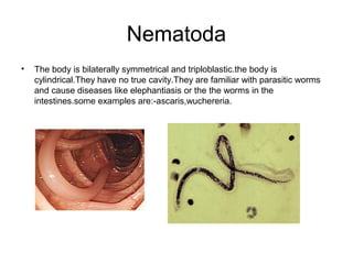 Nematoda
•

The body is bilaterally symmetrical and triploblastic.the body is
cylindrical.They have no true cavity.They are familiar with parasitic worms
and cause diseases like elephantiasis or the the worms in the
intestines.some examples are:-ascaris,wuchereria.

 