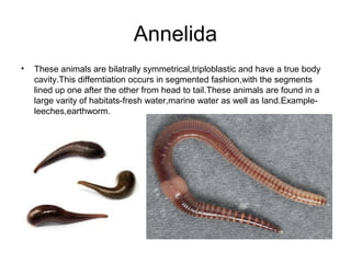 Annelida
•

These animals are bilatrally symmetrical,triploblastic and have a true body
cavity.This differntiation occurs in segmented fashion,with the segments
lined up one after the other from head to tail.These animals are found in a
large varity of habitats-fresh water,marine water as well as land.Exampleleeches,earthworm.

 