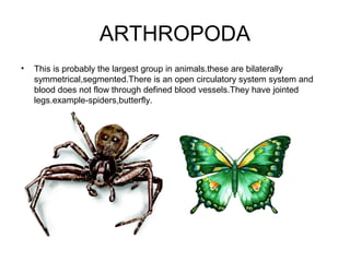 ARTHROPODA
•

This is probably the largest group in animals.these are bilaterally
symmetrical,segmented.There is an open circulatory system system and
blood does not flow through defined blood vessels.They have jointed
legs.example-spiders,butterfly.

 