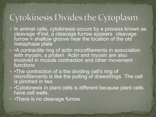  In animal cells, cytokinesis occurs by a process known as








cleavage •First, a cleavage furrow appears cleavage
furrow = shallow groove near the location of the old
metaphase plate
•A contractile ring of actin microfilaments in association
with myosin, a protein Actin and myosin are also
involved in muscle contraction and other movement
functions
•The contraction of a the dividing cell's ring of
microfilaments is like the pulling of drawstrings The cell
is pinched in two
•Cytokinesis in plant cells is different because plant cells
have cell walls.
•There is no cleavage furrow

 